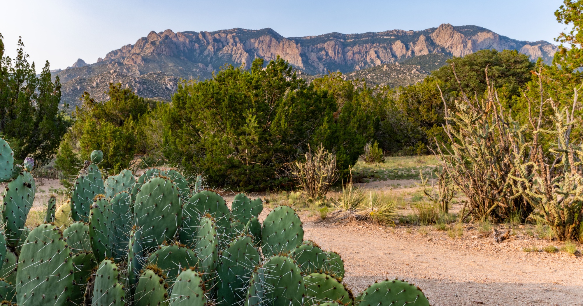 Prickly Pear Cacti of the Sandias, New Mexico